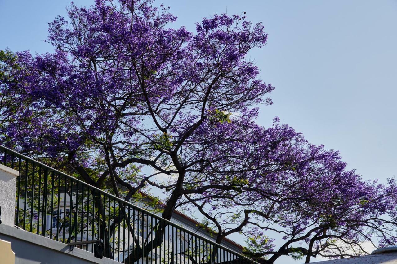 Apartmán Ribeira Funchal Center Exteriér fotografie